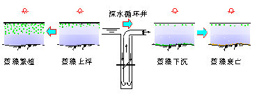 深井增压控制水体蓝藻生长滋生原理 
